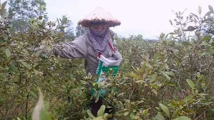 Người dân Hà Tĩnh kiếm tiền triệu từ quả sim dại