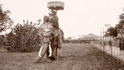 Voi trong Triều Lý: Đưa vào niên hiệu, giúp lấy đất mỏ vàng