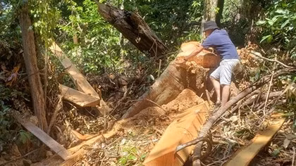 Tăng cường quản lý, bảo vệ rừng đã được giao khoán