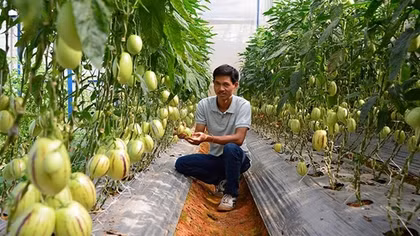 Nông dân, doanh nghiệp nỗ lực vực dậy sản xuất