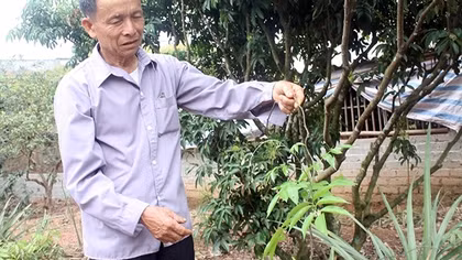 “Thần dược” núi Dành