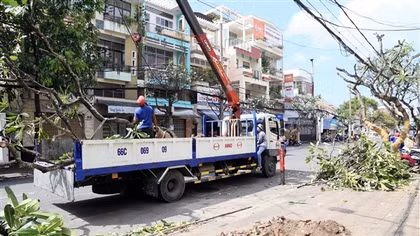 Thay thế 46 cây sứ có tuổi đời hàng chục năm ở Cần Thơ