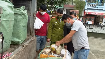 Xe ôtô vận chuyển hơn 1 tấn nội tạng không rõ nguồn gốc