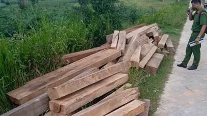 Cất giấu gỗ lậu, nhân viên bảo vệ rừng bị xử phạt 60 triệu đồng