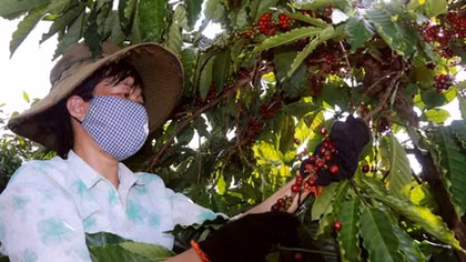 Tây Nguyên “khát” lao động thu hoạch cà phê