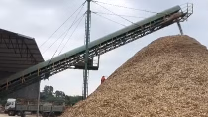 Phát hiện, đình chỉ doanh nghiệp chế biến “chui” dăm gỗ
