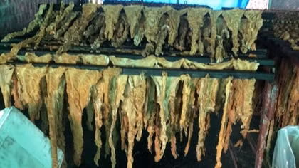 Chủ cơ sở kinh doanh phải tự tiêu hủy 7,5 tấn lòng lợn nhiễm dịch