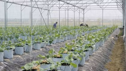 Chú trọng phát triển nông nghiệp công nghệ cao gắn với du lịch trải nghiệm