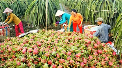 Thanh long Việt Nam được người tiêu dùng nước ngoài ưa chuộng