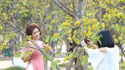 Huế hướng đến xây dựng xứ sở mai vàng