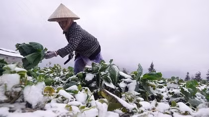 Giữa tháng 12, miền Bắc đón đợt rét đậm, rét hại đầu tiên