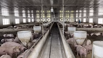 Một công ty bị xử phạt 1,25 tỷ đồng do vi phạm bảo vệ môi trường
