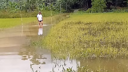 Hàng ngàn hécta lúa bị ngập úng, Quảng Nam chủ trương "xanh nhà hơn già đồng" để kéo giảm thiệt hại