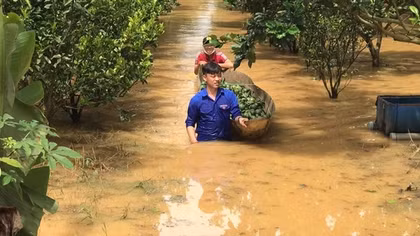 Lũ nhấn chìm hơn 230 ha hoa màu, cây ăn trái và làm chết gần 800 tấn cá