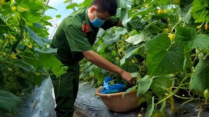 Công an phường giúp dân thu hoạch, thu mua nông sản