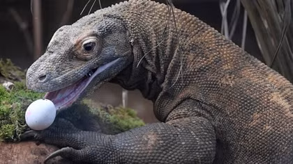 Rồng Komodo ở Indonesia có nguy cơ tuyệt chủng