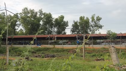 Trại chăn nuôi heo tập trung gây ô nhiễm môi trường