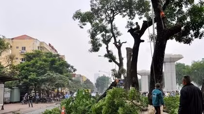 Những “oan hồn” cây xanh liệu có thể mỉm cười?