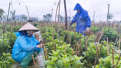 Người dân Thừa Thiên - Huế đội mưa rét, tất bật chăm sóc hoa Tết