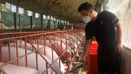 Nỗi lo của người chăn nuôi chuẩn bị nguồn thực phẩm Tết