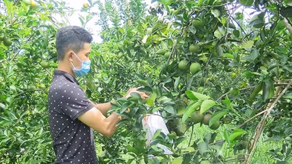 Tìm giải pháp phát triển bền vững đặc sản cam Nam Đông