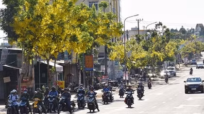Non xanh phố thị hoa vàng