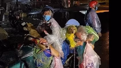 Chó có thể truyền virus SARS-CoV-2 sang người hay không?