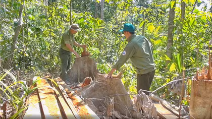 Thoát vòng tố tụng, 4 lâm tặc bị phạt hành chính 380 triệu đồng