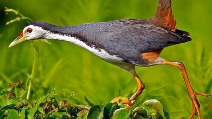 Chim cuốc nhìn từ "liên văn hóa"!