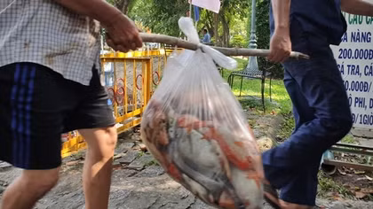 Hàng tấn cá chết nổi trắng hồ trong công viên Hoàng Văn Thụ