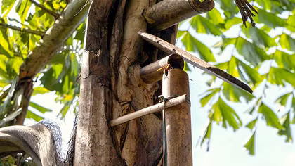 “Rượu trời” vùng biên viễn