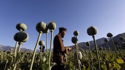 Afganistan trên hành trình loại bỏ cây thuốc phiện