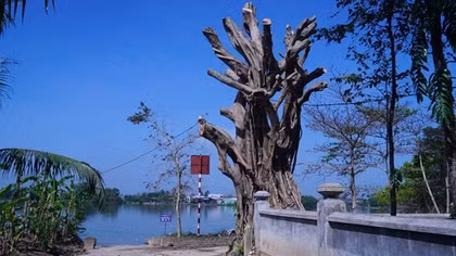 Ba cây cổ thụ hơn trăm tuổi tại khu vực di tích trơ thân sau ngày “Chủ nhật xanh”