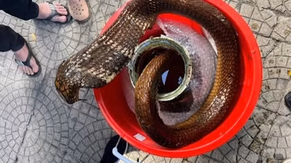 Mua bán rắn hổ mang chúa, một đối tượng bị khởi tố