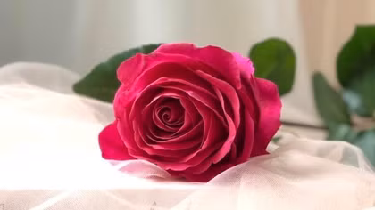Hoa và người