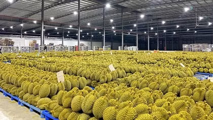 Giá sầu riêng tăng vọt, lập kỳ tích xuất khẩu 10 tỷ USD