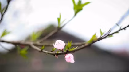 Cảm hứng đầu xuân