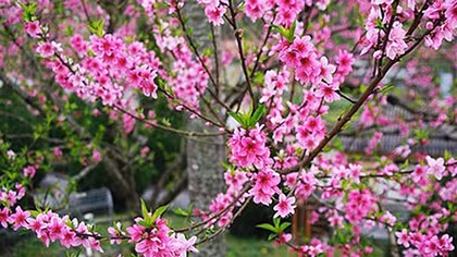 Cành đào huyền sử