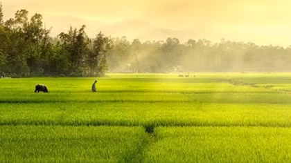 Tiếng cựa mình của nắng