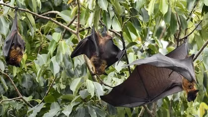Bộ Y tế yêu cầu sẵn sàng điều trị người nghi mắc virus Nipah