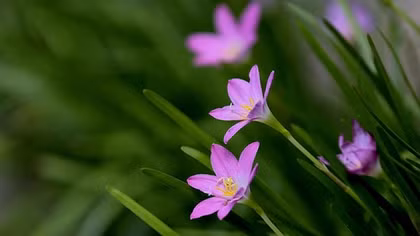 Di sản