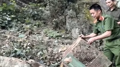 Công an các địa phương liên tiếp giải cứu, tái thả hàng trăm cá thể động vật hoang dã