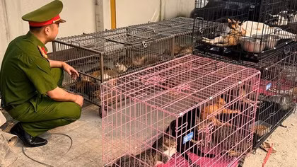 Bắt giữ nhóm đối tượng "săn" hơn 300 con mèo tại Hà Nội