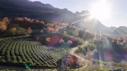 Móc xuân trên đỉnh gió