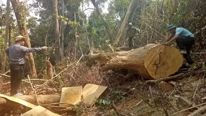 Nhận hối lộ, Giám đốc Công ty Lâm nghiệp Ea Kar bị bắt