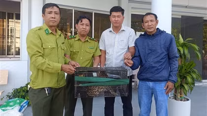 Mất gà, người dân đặt bẫy bắt được mèo rừng quý hiếm