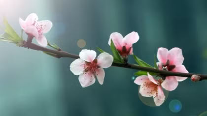 Lục Ngạn, xuân và em