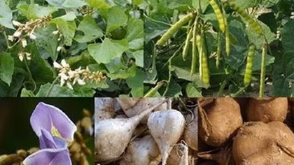 Cháu bé trong gia đình ngộ độc hạt củ đậu tiên lượng nặng