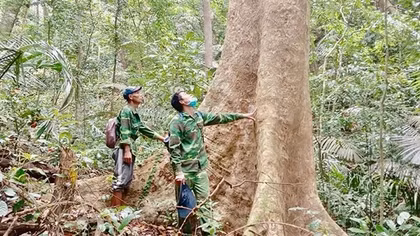 Quảng Trị mở lối kinh tế rừng bền vững
