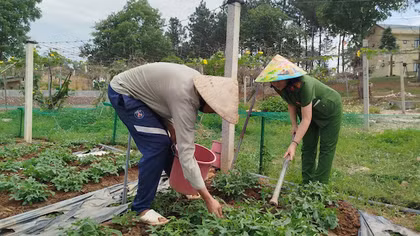 Trồng cây dược liệu – hướng đi mới trong công tác cai nghiện